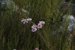 Serruria phylicoides