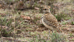 Double-Banded Courser photo 2