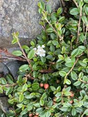 Cotoneaster × suecicus