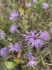 Symphyotrichum sericeum