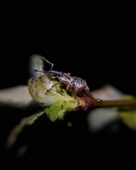 Hybreoleptops tuberculifer