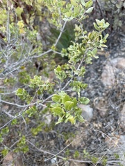 Quercus cedrosensis