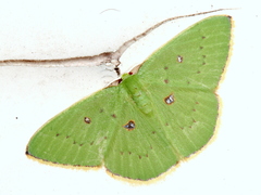 Comostola leucomerata