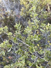 Quercus cedrosensis