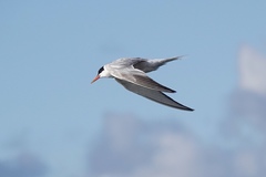 Sterna hirundo