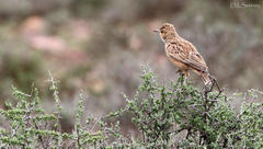 Chersomanes albofasciata albofasciata
