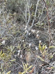 Lepechinia cardiophylla