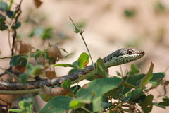 Psammophis subtaeniatus