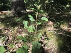 Magnoliopsida