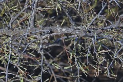 Prosopis torquata