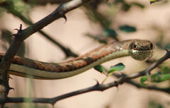 Psammophis subtaeniatus