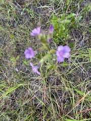 Buchnera floridana image