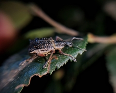 Hybreoleptops tuberculifer