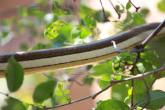 Psammophis subtaeniatus