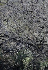 Prosopis torquata