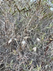 Lepechinia cardiophylla
