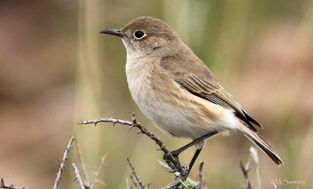 Sickle-winged Chat photo