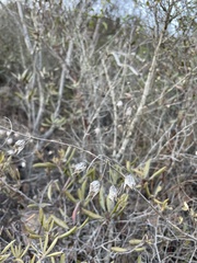 Lepechinia cardiophylla
