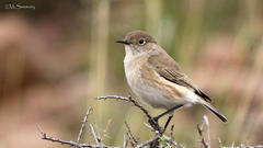 Emarginata sinuata sinuata