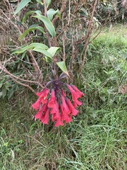 Bomarea bredemeyeriana