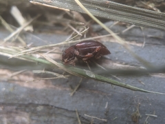 Lycoperdina ferruginea