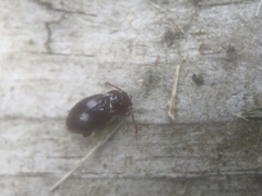 Lycoperdina ferruginea