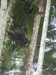 Simalia amethistina