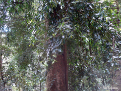 Laureliopsis philippiana