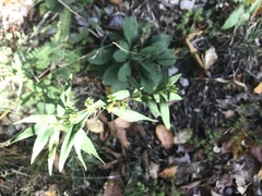 Solidago