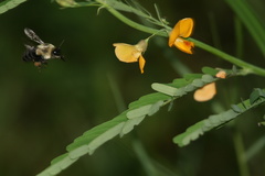 Bombus impatiens image
