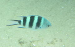 Abudefduf natalensis