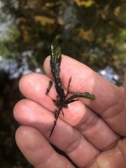 Fissidens grandifrons