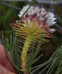 Serruria phylicoides