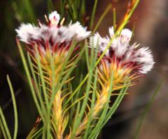 Serruria phylicoides