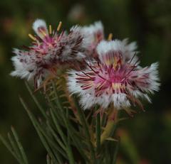 Serruria phylicoides