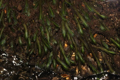 Fissidens grandifrons