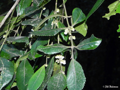 Laureliopsis philippiana