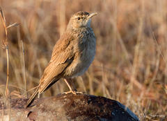 Certhilauda semitorquata algida