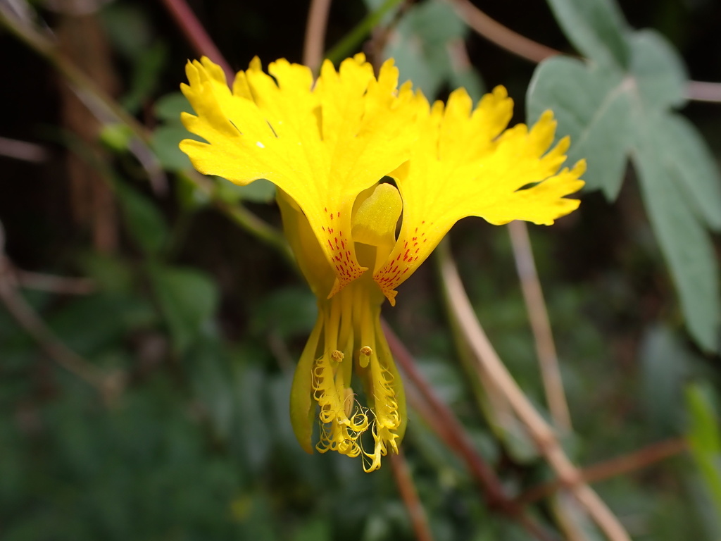 Canary creeper