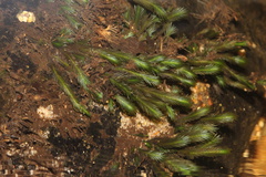 Fissidens grandifrons