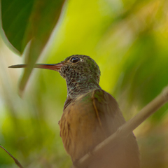 Amazilia yucatanensis
