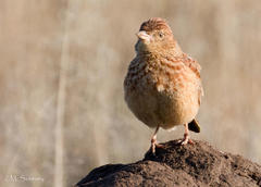 Mirafra fasciolata fasciolata