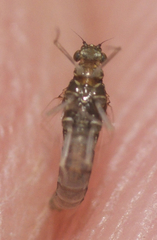 Labiobaetis