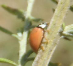 Cheilomenes propinqua