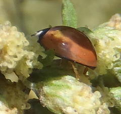 Cheilomenes propinqua