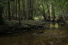 Fissidens grandifrons