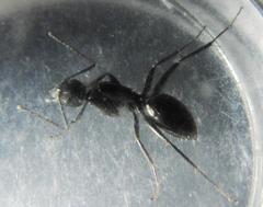 Camponotus werthi