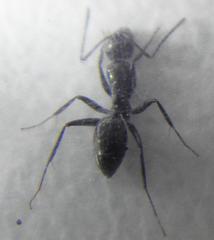 Camponotus werthi
