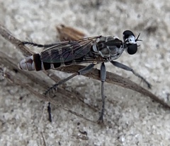 Stichopogon abdominalis