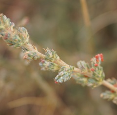 Camphorosma monspeliaca